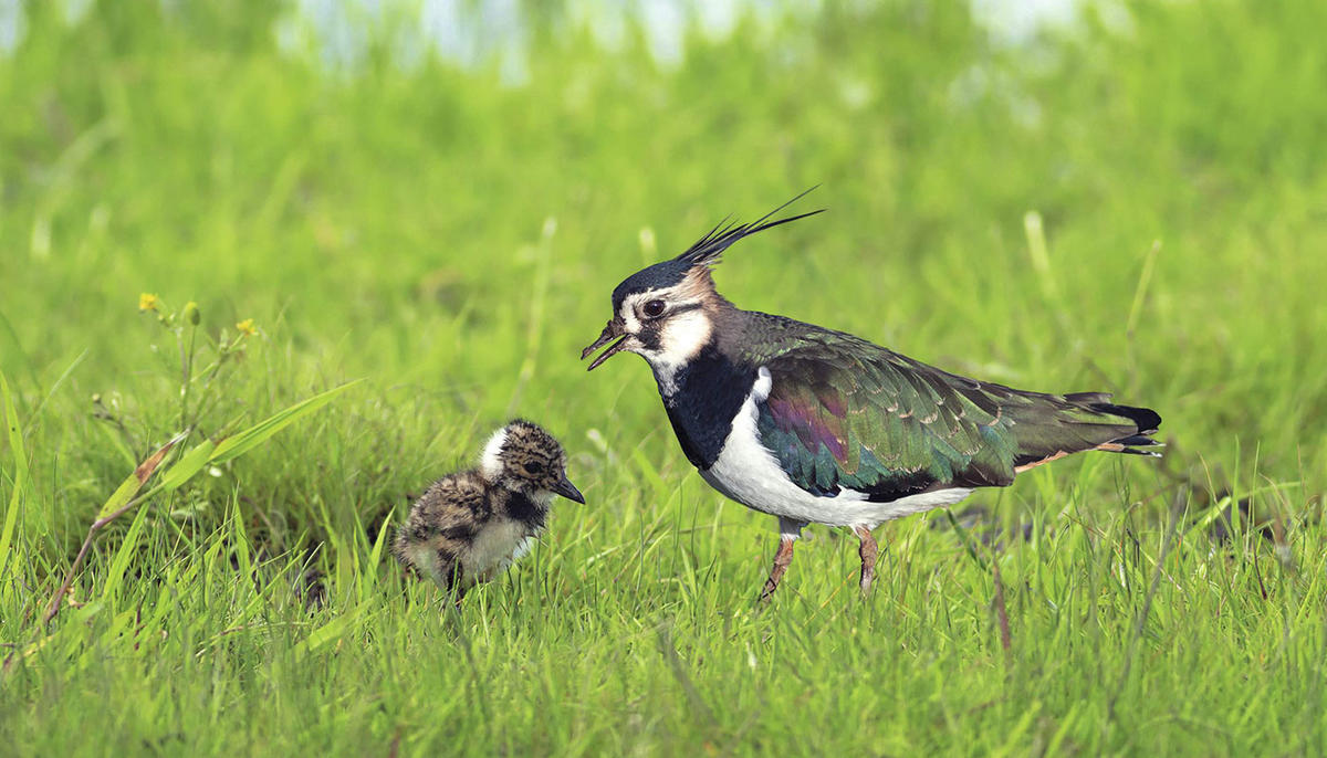 Female lapwing with pup Female lapwing with pup