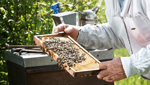 Video: Honey monitoring at Munich Airport Beemaster