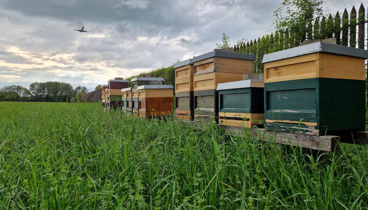 Bienenbeuten mit Flugzeug Flughafenbienenstandort MAN